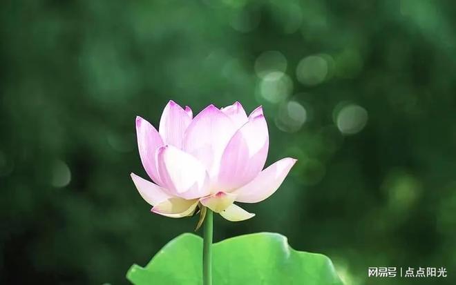 的多重作用：从自我探索到关系指引开元棋牌网站塔罗牌在情感婚姻中(图1)
